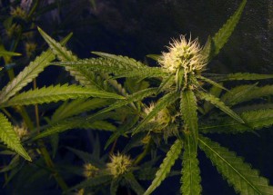 cannabis-flowers-hydroponics-indoors-1318141[1]